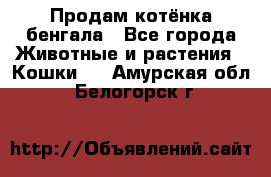 Продам котёнка бенгала - Все города Животные и растения » Кошки   . Амурская обл.,Белогорск г.